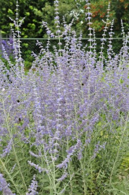 Blauraute Perovskia atriplicifolia 'Blue Spire' 15-20 Topf 2 ltr. (C2)