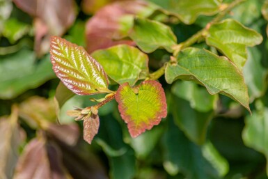 Parrotia persica 'Vanessa'