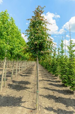 Parrotia persica 'Vanessa' hochstamm