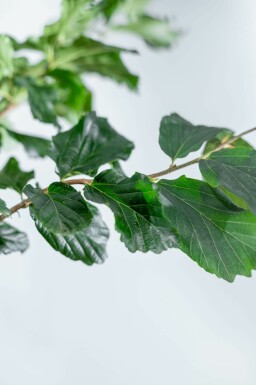 Parrotia persica 'Vanessa' hochstamm 6/8