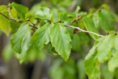 Parrotia persica 'Vanessa' hochstamm 6/8