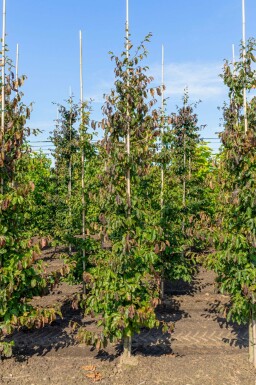 Parrotia persica 'Vanessa' stammbusch