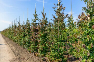 Parrotia persica 'Vanessa' stammbusch