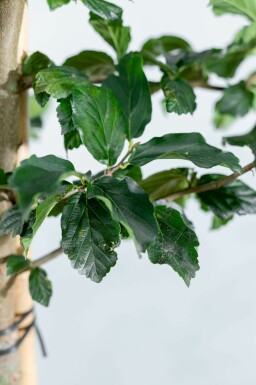 Parrotia persica 'Vanessa' stammbusch