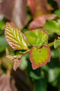 Parrotia persica 'Vanessa' stammbusch