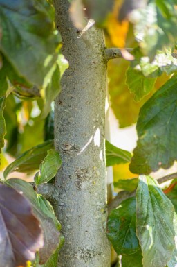 Parrotia persica 'Vanessa' stammbusch