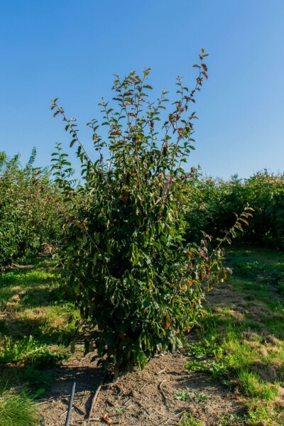 Parrotia persica 'Vanessa' mehrstämmig 200-250