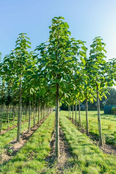 Paulownia fortunei 'FAST BLUE' hochstamm 14/16