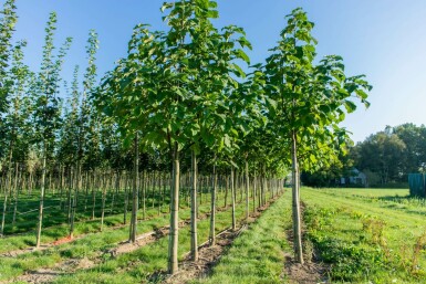 Paulownia fortunei 'FAST BLUE' hochstamm 14/16