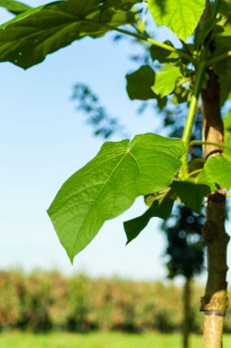 Paulownia fortunei 'FAST BLUE' hochstamm 14/16