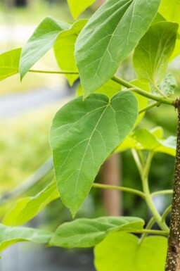 Paulownia tomentosa