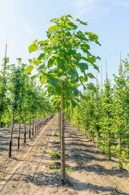 Paulownia tomentosa hochstamm