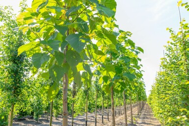 Paulownia tomentosa hochstamm 6/8