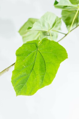 Paulownia tomentosa hochstamm 6/8