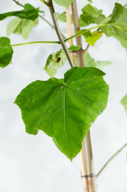 Paulownia tomentosa hochstamm 6/8