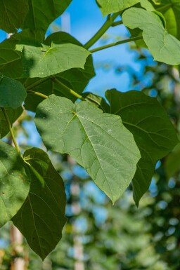 Paulownia tomentosa hochstamm 6/8