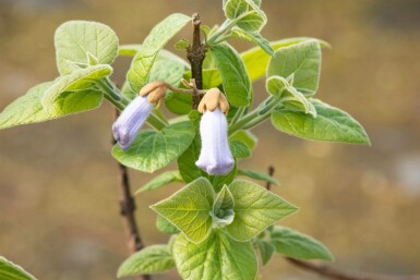 Paulownia tomentosa hochstamm 6/8