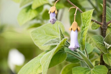 Paulownia tomentosa hochstamm 6/8