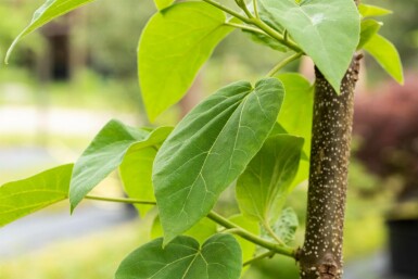 Paulownia tomentosa hochstamm 6/8