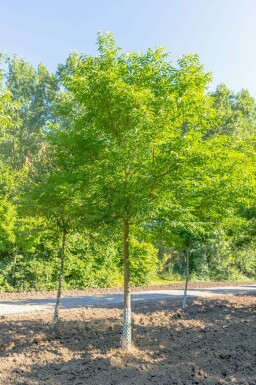 Phellodendron amurense