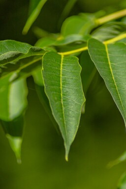 Phellodendron amurense mehrstämmig