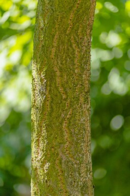 Phellodendron amurense mehrstämmig