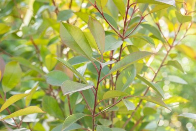 Photinia fraseri 'Red Robin'