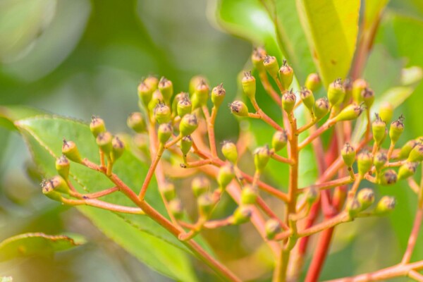 Photinia fraseri 'Red Robin'