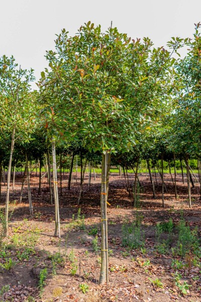 Photinia fraseri 'Red Robin' hochstamm 10/12