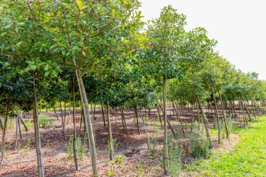 Photinia fraseri 'Red Robin' hochstamm 6/8 180cm Stamm