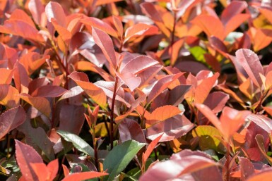 Photinia fraseri 'Red Robin' hochstamm 6/8 180cm Stamm