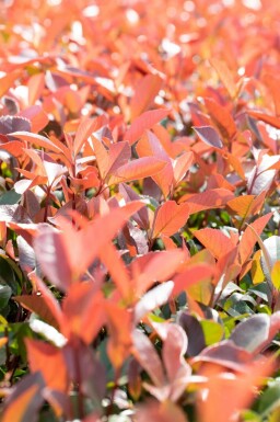 Photinia fraseri 'Red Robin' hochstamm 6/8 180cm Stamm