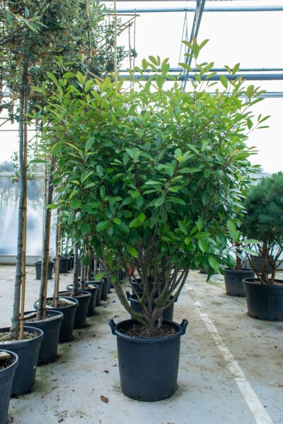 Photinia fraseri 'Red Robin' mehrstämmig 200-250