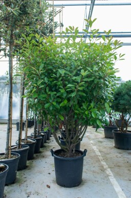 Photinia fraseri 'Red Robin' mehrstämmig