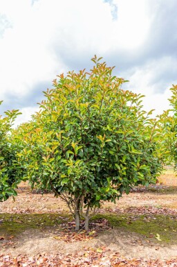 Photinia fraseri 'Red Robin' mehrstämmig