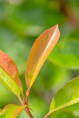 Photinia fraseri 'Red Robin' mehrstämmig 200-250