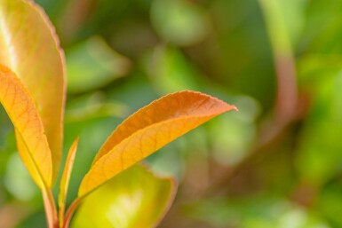 Photinia fraseri 'Red Robin' mehrstämmig 200-250