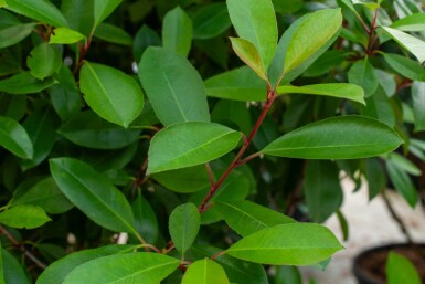 Photinia fraseri 'Red Robin' mehrstämmig 200-250