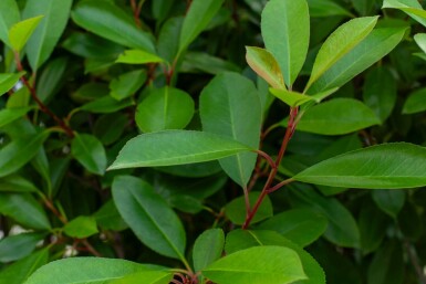 Photinia fraseri 'Red Robin' mehrstämmig 200-250