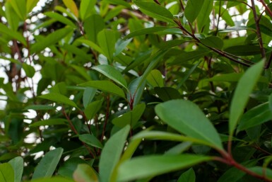 Photinia fraseri 'Red Robin' mehrstämmig 200-250