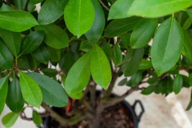 Photinia fraseri 'Red Robin' mehrstämmig 200-250