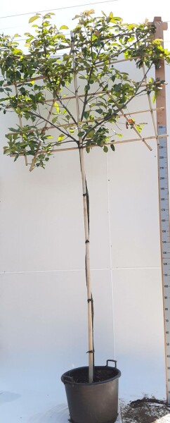 Photinia fraseri 'Red Robin' spalierbaum 10/12 190cm Stamm 150b x 120h