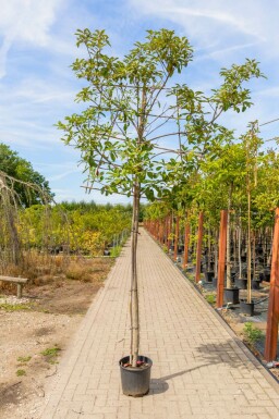 Photinia fraseri 'Red Robin' spalierbaum