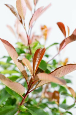 Photinia fraseri 'Red Robin' spalierbaum 10/12 190cm Stamm 150b x 120h