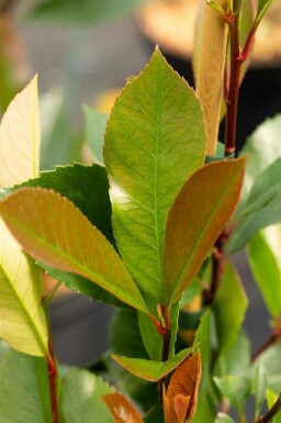 Photinia fraseri 'Red Robin' spalierbaum 10/12 190cm Stamm 150b x 120h