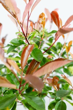 Photinia fraseri 'Red Robin' halbstamm 120cm Stamm