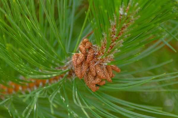 Pinus nigra subsp. nigra