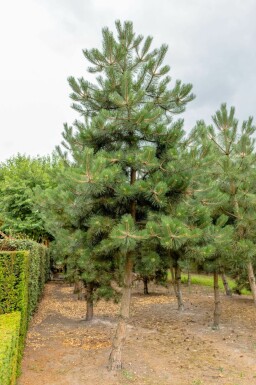 Pinus nigra subsp. nigra hochstamm 16/18