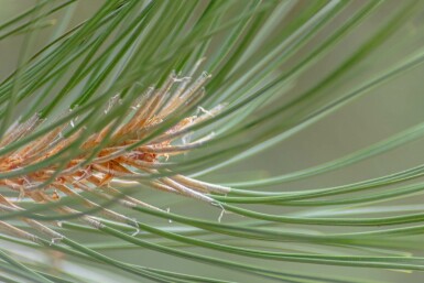 Pinus nigra subsp. nigra hochstamm 16/18