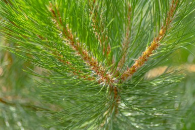 Pinus nigra subsp. nigra hochstamm 16/18